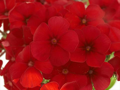 Photo de variété de fleurs à utiliser comme: Pot et Plante à massif Phlox Primavera Cherry Red