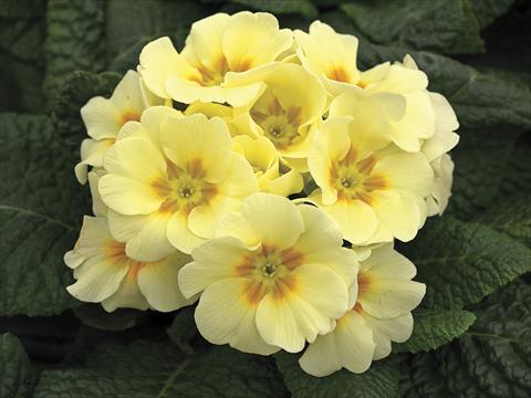 Photo de variété de fleurs à utiliser comme: Pot, Plante à massif, patio, Suspension Primula acaulis, veris, vulgaris Orion Light Yellow