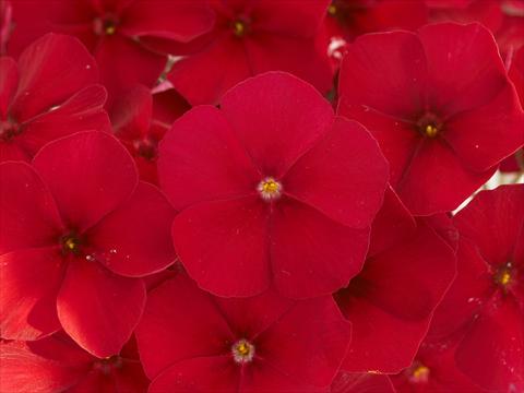 Photo de variété de fleurs à utiliser comme: Pot et Plante à massif Phlox Primavera Crimson