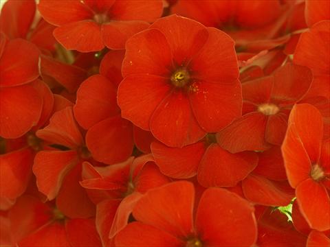 Photo de variété de fleurs à utiliser comme: Pot et Plante à massif Phlox Primavera Red