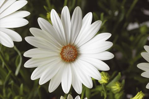 Photo de variété de fleurs à utiliser comme: Pot et Plante à massif Osteospermum Tradewinds® Pearl White