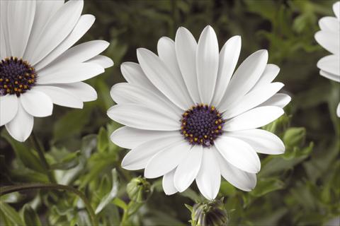 Photo de variété de fleurs à utiliser comme: Pot et Plante à massif Osteospermum Tradewinds® White
