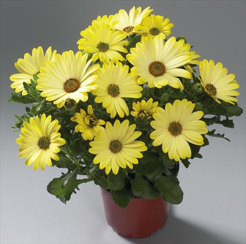 Photo de variété de fleurs à utiliser comme: Pot Osteospermum Cape Daisy® Tambero