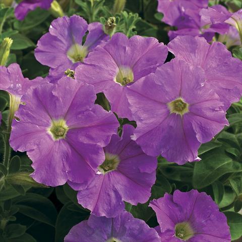 Photo de variété de fleurs à utiliser comme: Pot et Plante à massif Petunia milliflora Picobella Light Lavender