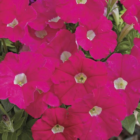 Photo de variété de fleurs à utiliser comme: Pot et Plante à massif Petunia milliflora Picobella Rose