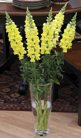 Photo de variété de fleurs à utiliser comme: Pot et Plante à massif Antirrhinum majus Overture II Yellow 08 Imp