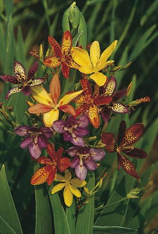 Photo de variété de fleurs à utiliser comme: Plante à massif/ plante de bordure Pardancanda norrisii Dazzler