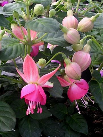 Photo de variété de fleurs à utiliser comme: Pot Fuchsia Pink Spritzer