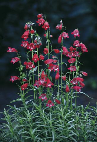 Photo de variété de fleurs à utiliser comme: Pot et Plante à massif Penstemon x mexicali Sunburst Ruby