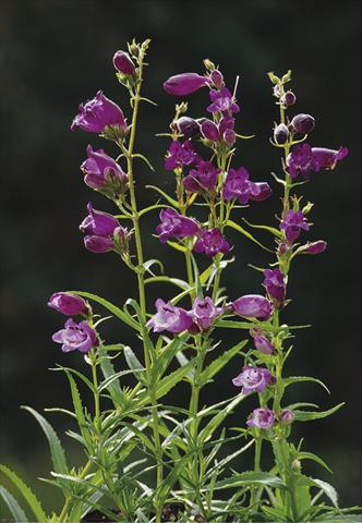 Photo de variété de fleurs à utiliser comme: Plante à massif/ plante de bordure Penstemon x mexicali Sunburst Amethyst