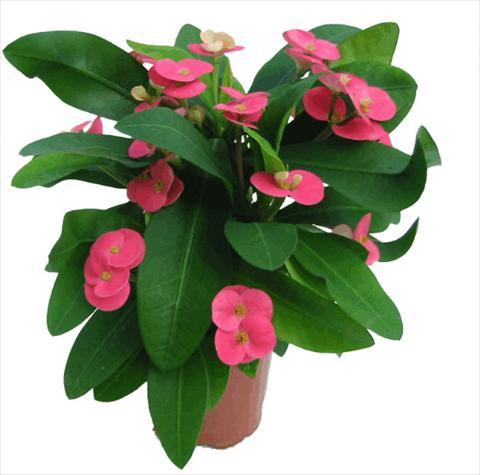 Photo de variété de fleurs à utiliser comme: Pot Euphorbia x martinii Pink Cadilac