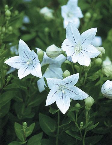 Photo de variété de fleurs à utiliser comme: Plante à massif/ plante de bordure Platycodon grandiflorus Fairy Snow