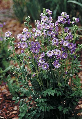 Photo de variété de fleurs à utiliser comme: Plante à massif/ plante de bordure Polemonium boreale Heavenly Habit