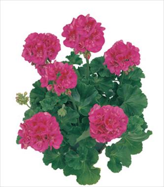 Photo de variété de fleurs à utiliser comme: Patio, pot Pelargonium zonale Mintaka
