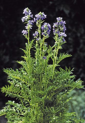 Photo de variété de fleurs à utiliser comme: Pot et Plante à massif Polemonium caeruleum Filigree Skies