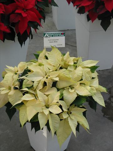 Photo de variété de fleurs à utiliser comme: Pot Poinsettia - Euphorbia pulcherrima Classic White
