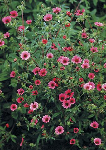 Photo de variété de fleurs à utiliser comme: Plante à massif/ plante de bordure Potentilla nepalensis Ron McBeath