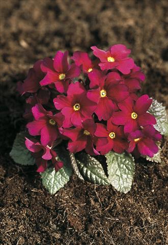 Photo de variété de fleurs à utiliser comme: Pot et Plante à massif Primula x pruhoniciana Bergfrühling® Amaranth-Red