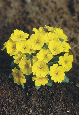 Photo de variété de fleurs à utiliser comme: Pot et Plante à massif Primula x pruhoniciana Bergfrühling® Yellow