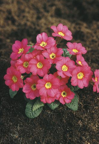 Photo de variété de fleurs à utiliser comme: Pot et Plante à massif Primula x pruhoniciana Bergfrühling® Pink