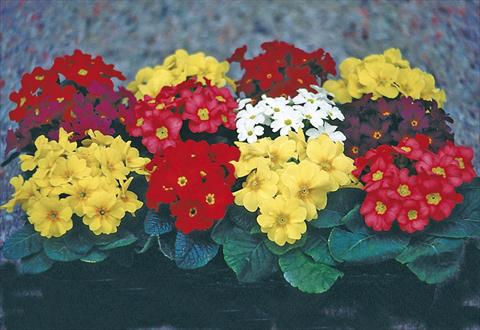 Photo de variété de fleurs à utiliser comme: Pot et Plante à massif Primula x pruhoniciana Bergfrühling® Mixture