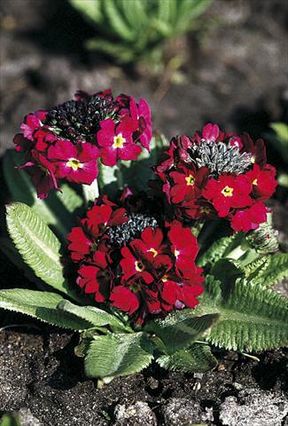 Photo de variété de fleurs à utiliser comme: Pot et Plante à massif Primula denticulata Rubin Selection
