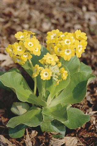 Photo de variété de fleurs à utiliser comme: Pot et Plante à massif Primula x pubescens Exhibition Yellow