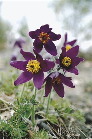 Photo de variété de fleurs à utiliser comme: Plante à massif/ plante de bordure Pulsatilla vulgaris Blaue Glocke (Violet Bells)