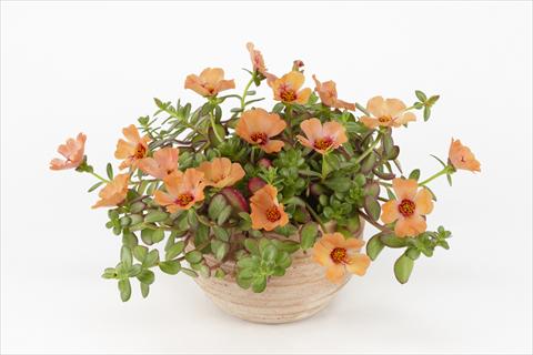 Photo de variété de fleurs à utiliser comme: Pot, Plante à massif, patio, Suspension Portulaca Duna® Peach