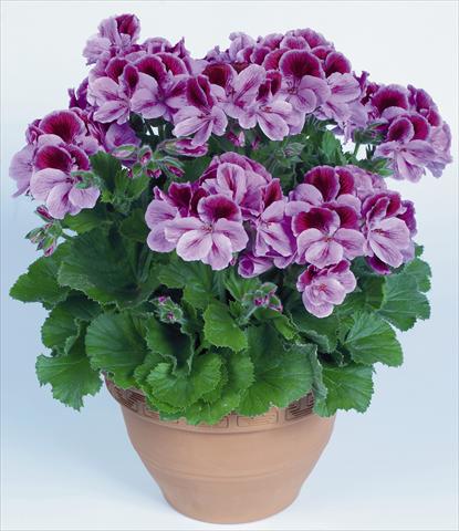 Photo de variété de fleurs à utiliser comme: Pot Pelargonium grandiflorum pac® Aristo® Clarina