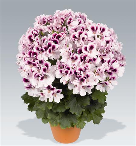 Photo de variété de fleurs à utiliser comme: Pot, Plante à massif, patio Pelargonium grandiflorum pac® Aristo® Petticoat