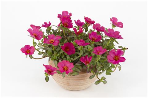 Photo de variété de fleurs à utiliser comme: Pot, Plante à massif, patio, Suspension Portulaca Duna® Purple
