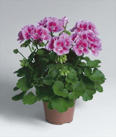 Photo de variété de fleurs à utiliser comme: Patio, pot Pelargonium zonale Flower Fairy Rose