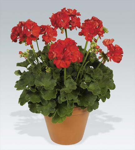 Photo de variété de fleurs à utiliser comme: Pot, Plante à massif, patio Pelargonium zonale pac® Hidemi
