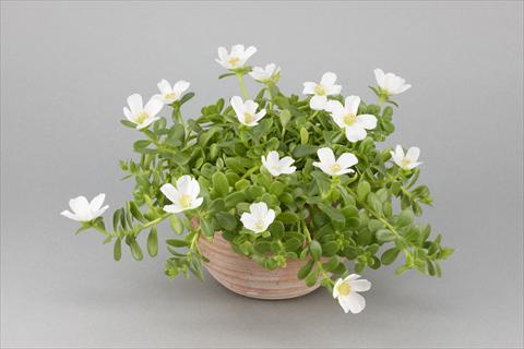 Photo de variété de fleurs à utiliser comme: Pot, Plante à massif, patio, Suspension Portulaca Duna® White