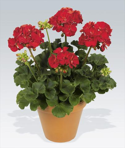 Photo de variété de fleurs à utiliser comme: Pot, Plante à massif, patio Pelargonium zonale pac® Victor Improved