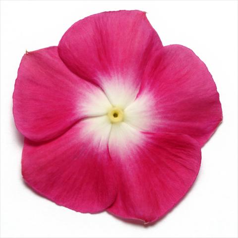 Photo de variété de fleurs à utiliser comme: Pot et Plante à massif Catharanthus roseus - Vinca Pacifica Burgundy Halo XP
