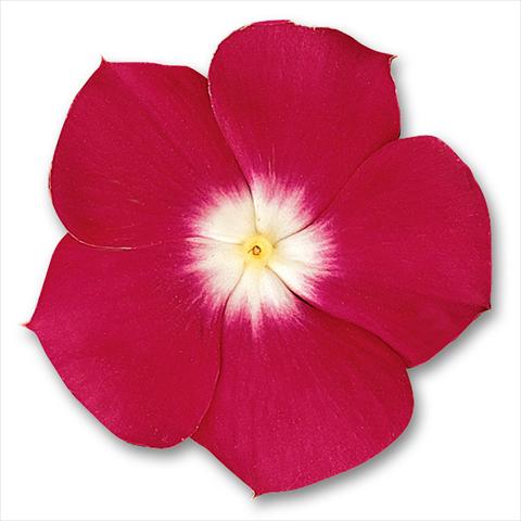 Photo de variété de fleurs à utiliser comme: Pot et Plante à massif Catharanthus roseus - Vinca Pacifica Cherry Red Halo