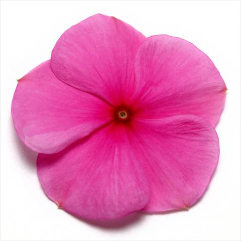 Photo de variété de fleurs à utiliser comme: Pot et Plante à massif Catharanthus roseus - Vinca Pacifica Lilac XP