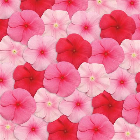 Photo de variété de fleurs à utiliser comme: Pot et Plante à massif Catharanthus roseus - Vinca Pacifica Lipstick Mix XP