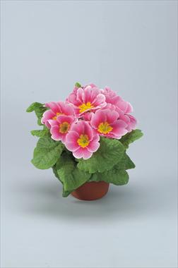 Photo de variété de fleurs à utiliser comme: Pot et Plante à massif Primula acaulis, veris, vulgaris Eblo Fior di melo