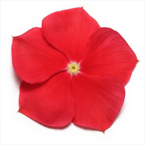 Photo de variété de fleurs à utiliser comme: Pot et Plante à massif Catharanthus roseus - Vinca Pacifica Really Red XP