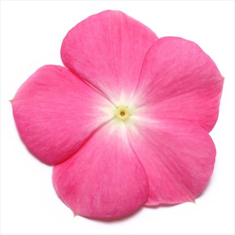 Photo de variété de fleurs à utiliser comme: Pot et Plante à massif Catharanthus roseus - Vinca Pacifica Rose Halo XP