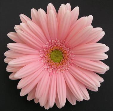 Photo de variété de fleurs à utiliser comme: Fleur coupée Gerbera jamesonii Perla