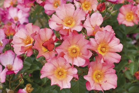Photo de variété de fleurs à utiliser comme: Plante à massif/ plante de bordure Rosa floribunda Kampay