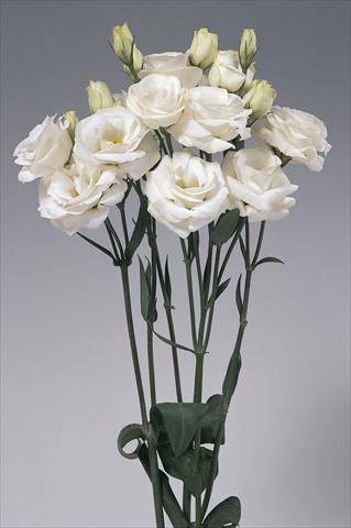 Photo de variété de fleurs à utiliser comme: Fleur coupée Lisianthus (Eustoma grandiflorum) Rosita White