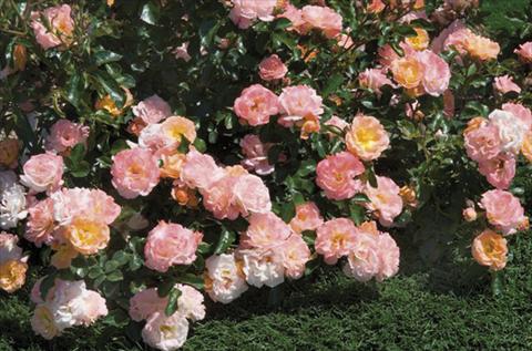 Photo de variété de fleurs à utiliser comme: Plante à massif/ plante de bordure Rosa paesaggistica Peach Drift®