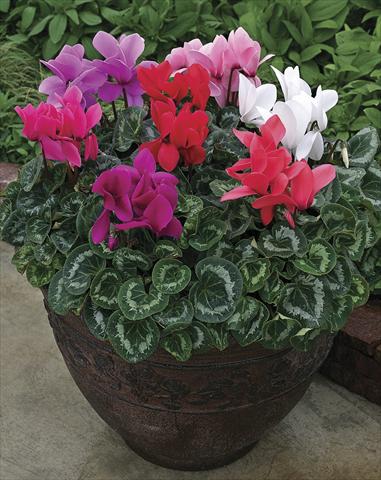 Photo de variété de fleurs à utiliser comme: Pot et Plante à massif Cyclamen persicum Rainier Mix