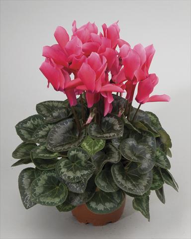 Photo de variété de fleurs à utiliser comme: Pot et Plante à massif Cyclamen persicum Rainier Rose