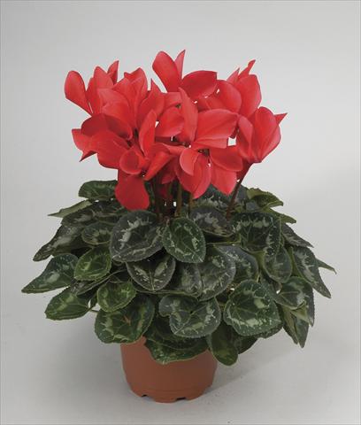 Photo de variété de fleurs à utiliser comme: Pot et Plante à massif Cyclamen persicum Rainier Scarlet